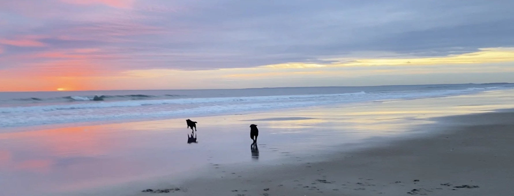 Mason and Mayday on the beach at sunrise